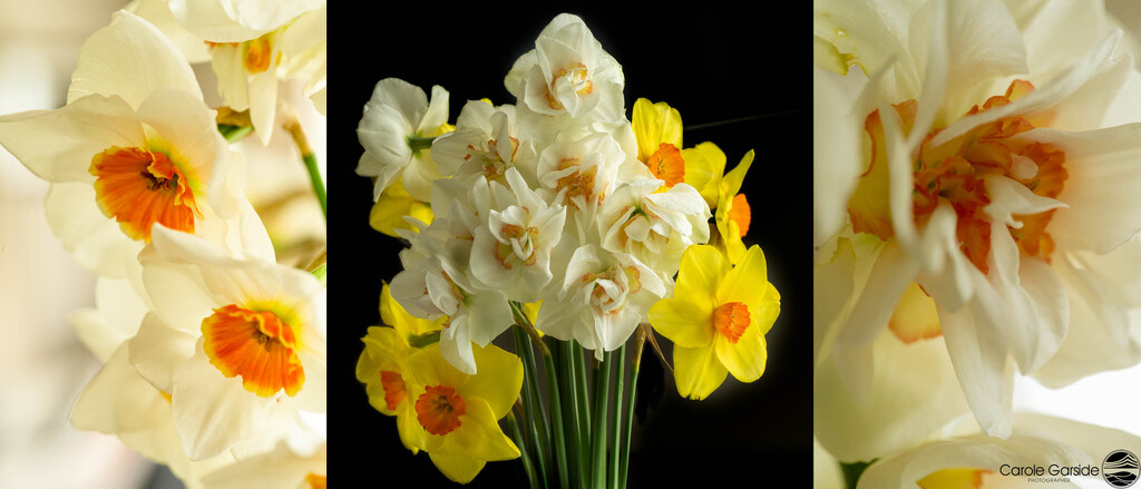 Daffodils by yorkshirekiwi