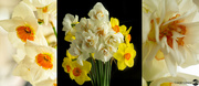 27th Sep 2023 - Daffodils