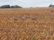 28th Sep 2022 - Three Cranes! 