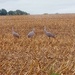 Three Cranes!  by princessicajessica