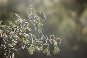 27th Sep 2023 - Backlit Berries and Bokeh