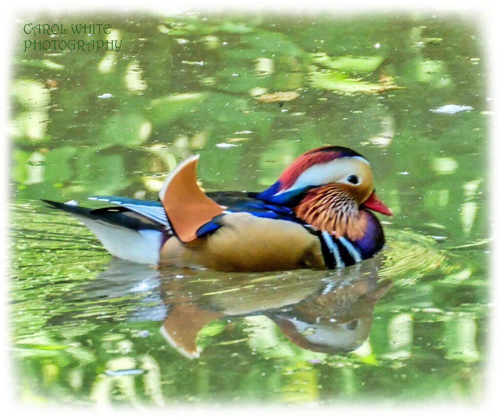 Mandarin Duck by carolmw