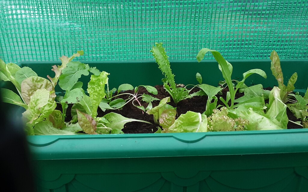 Lettuce grown from seeds. by grace55