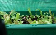 28th Sep 2023 - Lettuce grown from seeds.