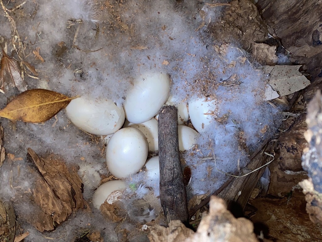 Australian wood duck eggs    by johnfalconer