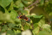 27th Sep 2023 - Red Admiral......
