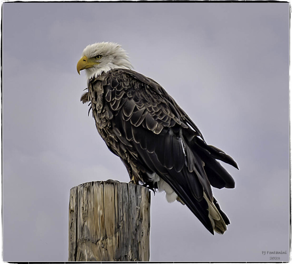 North Dakota Bald Eagle by bluemoon