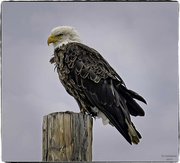 22nd Sep 2023 - North Dakota Bald Eagle