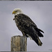 North Dakota Bald Eagle