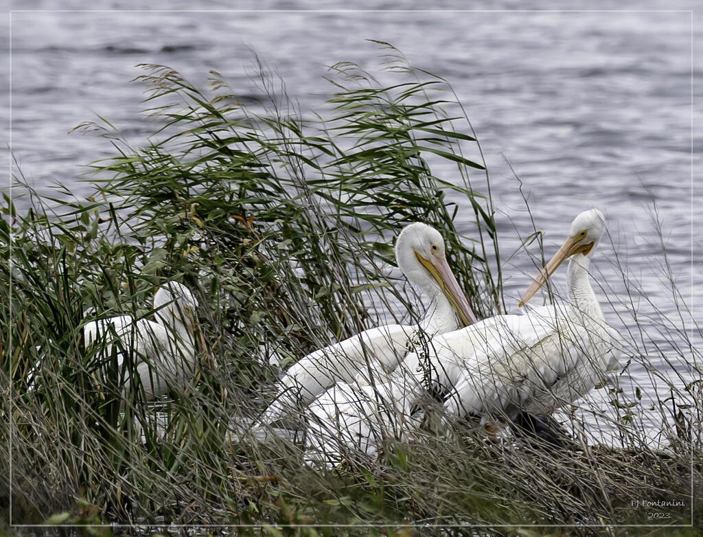 North Dakota Pelicans by bluemoon