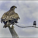 North Dakota Golden Eagle
