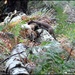 Stoat or weasel?