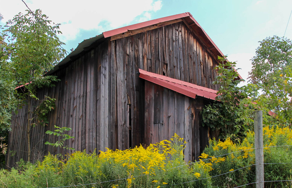 A shed and some goldenrod by mittens
