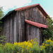 A shed and some goldenrod