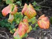 27th Sep 2023 - Autumn Leaves