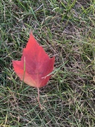 25th Sep 2023 - Sure Sign of Fall