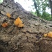 Weird fungi by jab