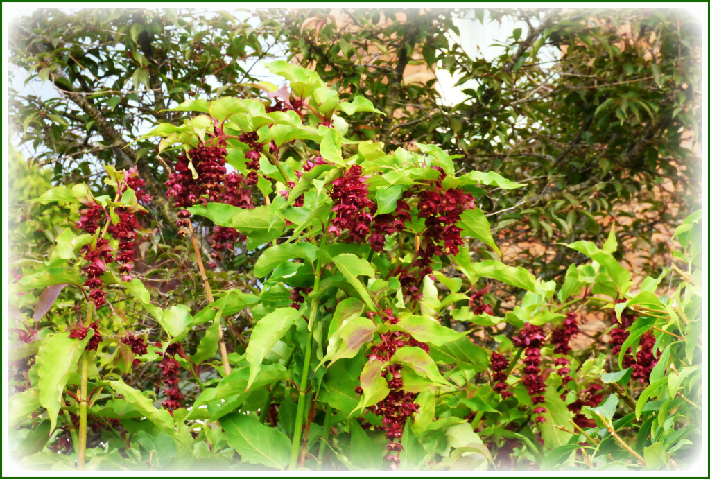Pheasant berries  by beryl