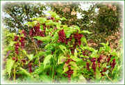 27th Sep 2023 - Pheasant berries 