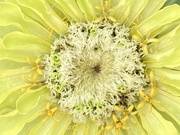 27th Sep 2023 - Zinnia Flower