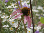 27th Sep 2023 - pale purple coneflower