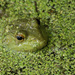 bullfrog by rminer