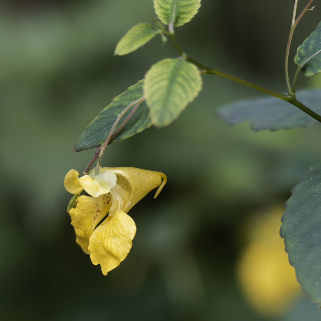 yellow jewelweed by rminer