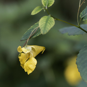 27th Sep 2023 - yellow jewelweed