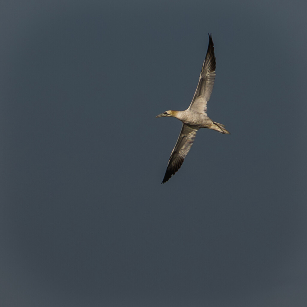 Gannet flying high. by billdavidson