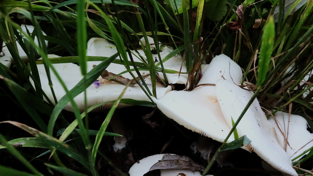 Mushrooms growing in the grasses.......893 by neil_ge