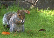 27th Sep 2023 - cute squirrel 