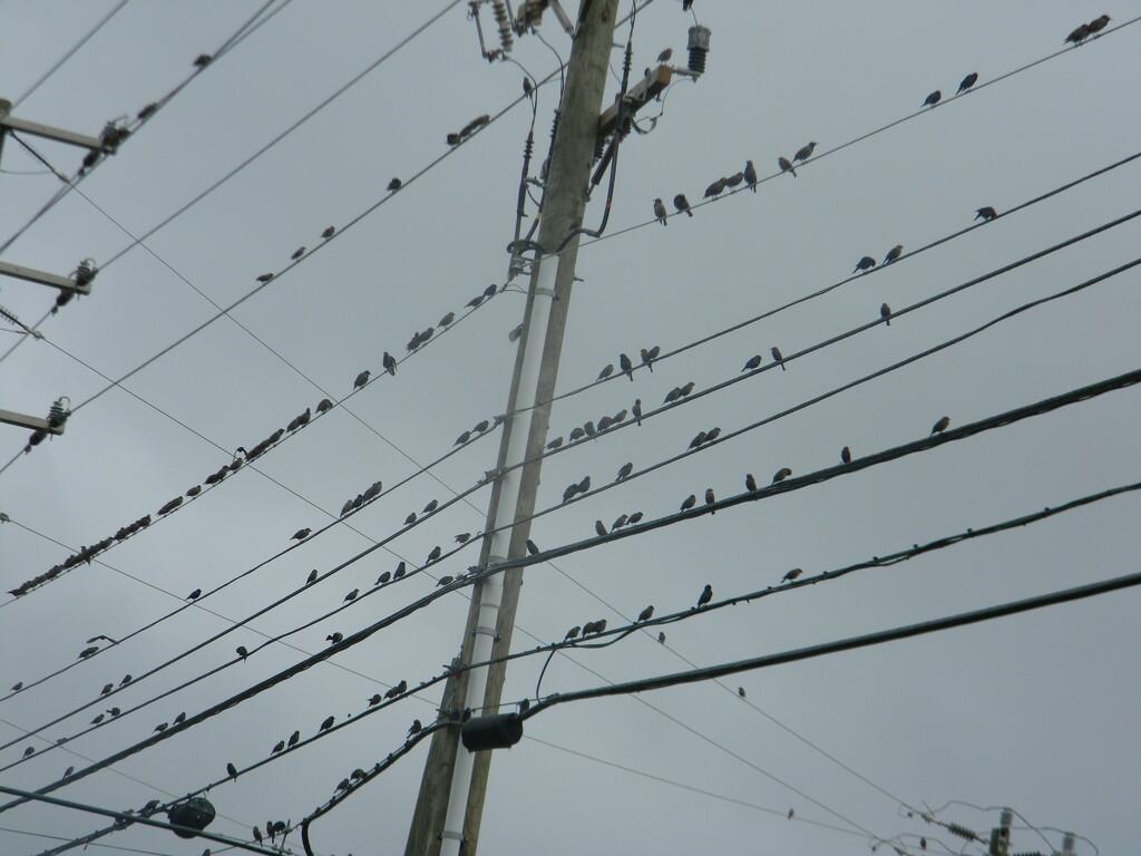 Bunch of Birds on Wire  by sfeldphotos