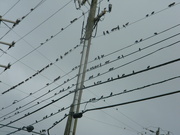 27th Sep 2023 - Bunch of Birds on Wire 