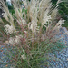 Maiden Grass Miscanthus