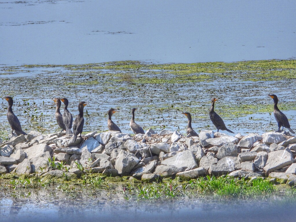 cormorant chaos by amyk