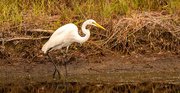 27th Sep 2023 - Yesterday's Egret Before Take Off!