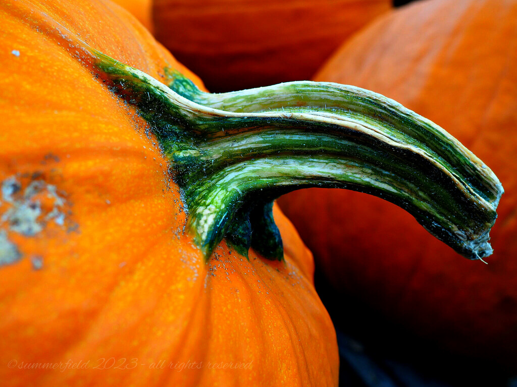 pumpkin stem by summerfield