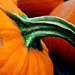 pumpkin stem