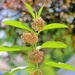 Milkweed Beauty by lynnz