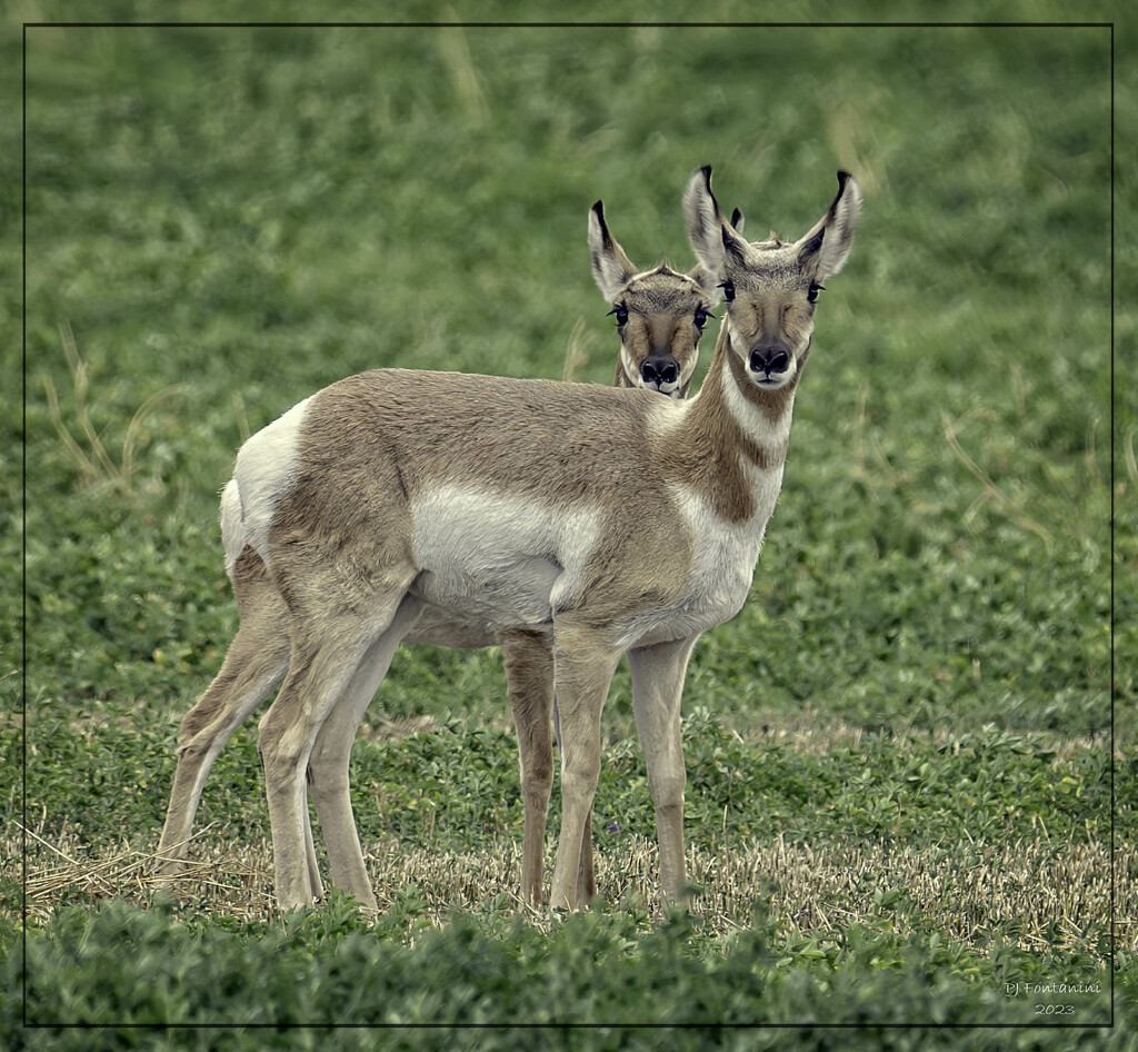 Montana Pronghorn by bluemoon