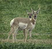 27th Sep 2023 - Montana Pronghorn