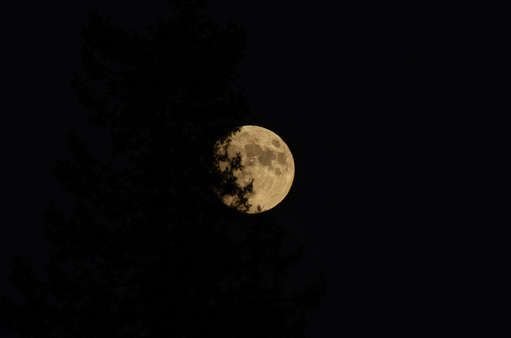 Moon behind tree by lukasy