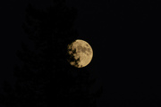 27th Sep 2023 - Moon behind tree