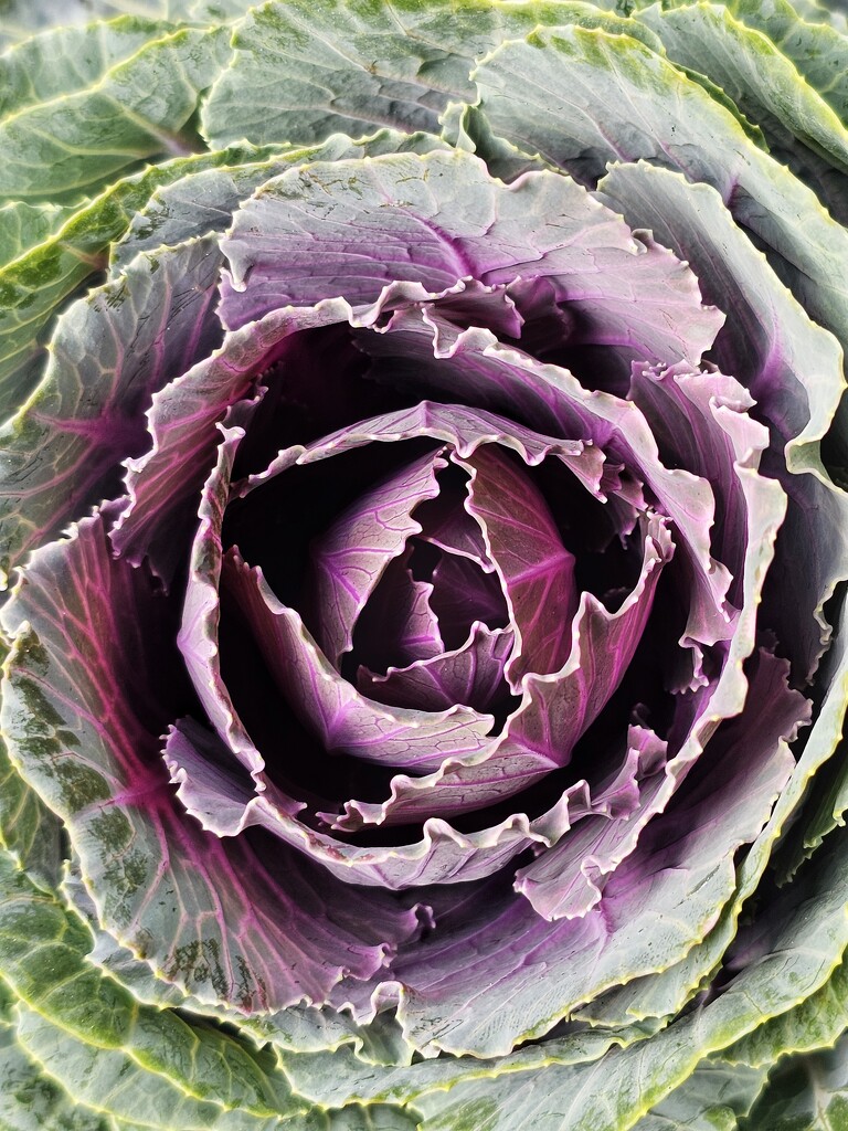 Cabbage by edorreandresen
