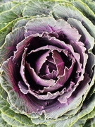 27th Sep 2023 - Cabbage