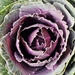 Cabbage by edorreandresen