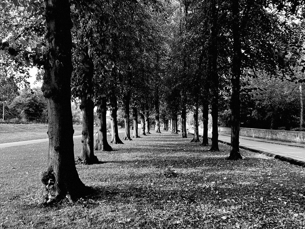 Avenue of Trees by allsop