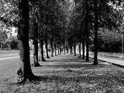 27th Sep 2023 - Avenue of Trees