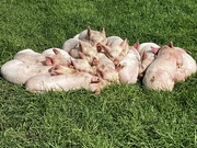 28th Sep 2023 - A pile of piglets 