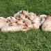 A pile of piglets 
